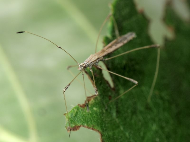 Neides tipularius (Linnaeus, 1758)